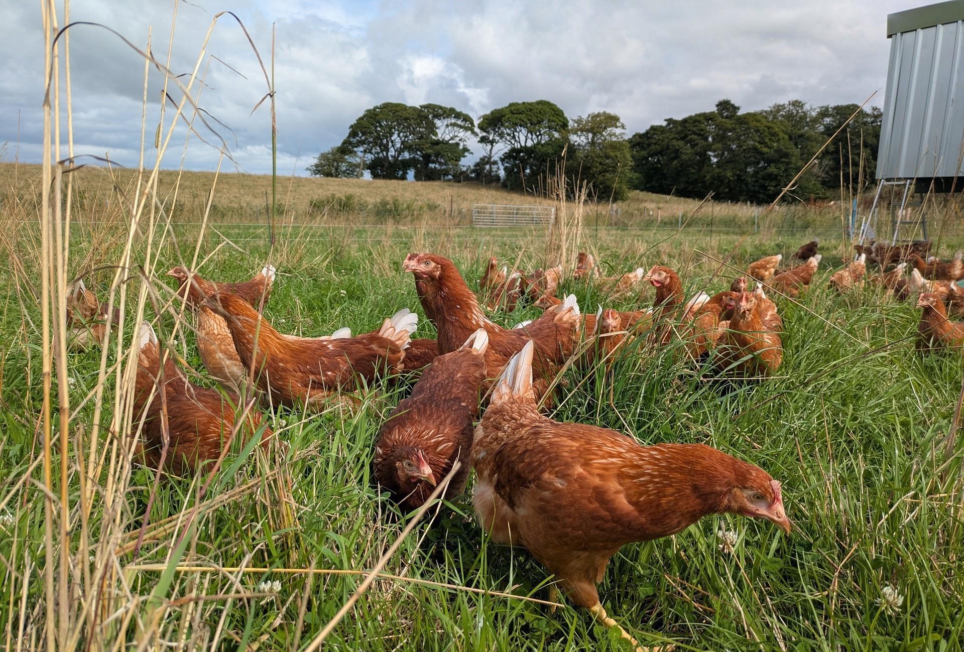 East Neuk Eggs
