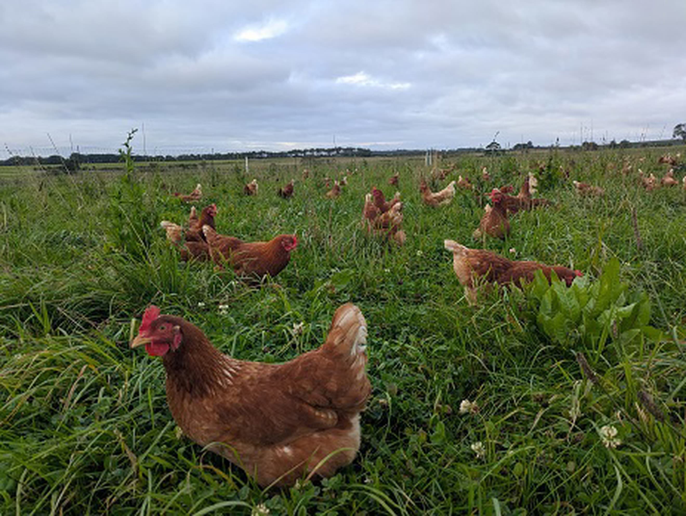 A dozen eggs