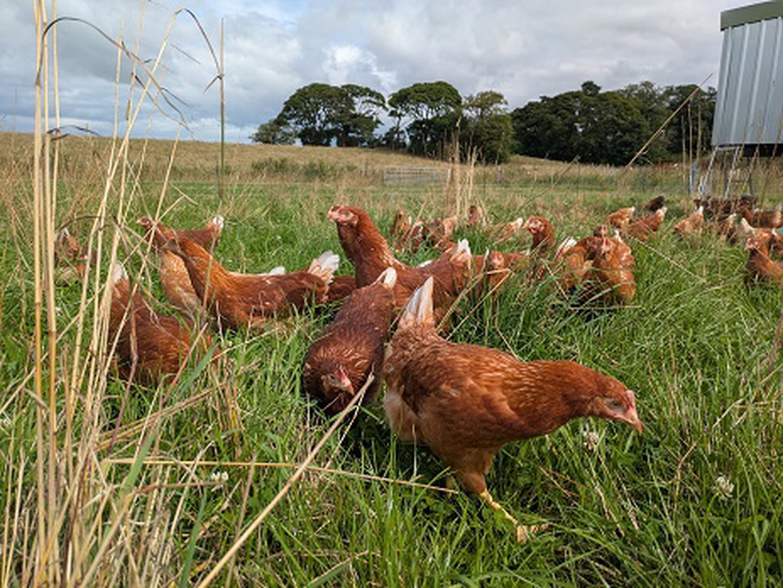 Two dozen eggs